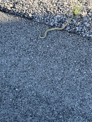 Pituophis catenifer deserticola