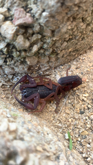 Centruroides gracilis