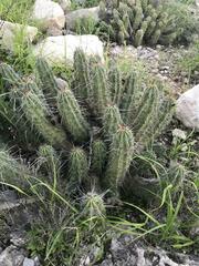 Echinocereus enneacanthus carnosus