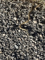 Pituophis catenifer deserticola