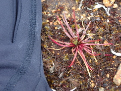 Lysipomia multiflora