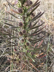 Liatris ligulistylis