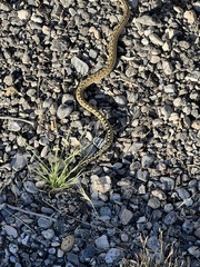 Pituophis catenifer deserticola