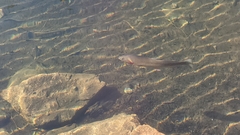 Oncorhynchus clarkii