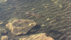 Oncorhynchus clarkii