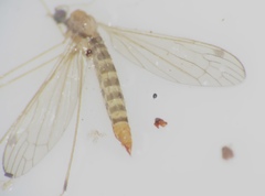 Limoniidae