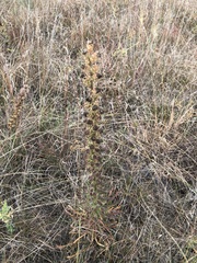 Liatris ligulistylis