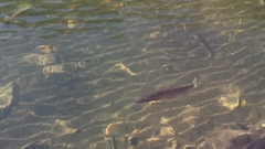 Oncorhynchus clarkii