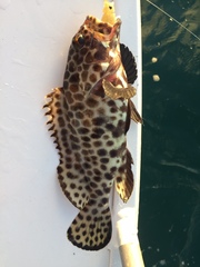 Epinephelus quoyanus