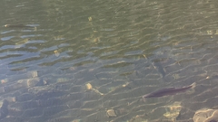 Oncorhynchus clarkii