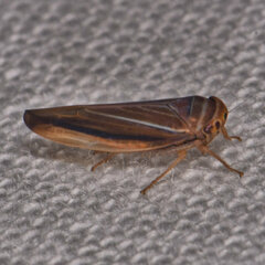 Idiodonus kennicotti