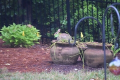 Sylvilagus floridanus