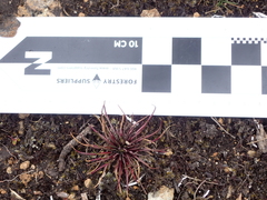 Lysipomia multiflora