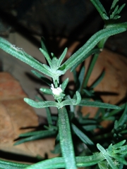 Delosperma herbeum