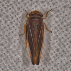 Idiodonus kennicotti