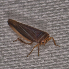 Idiodonus kennicotti