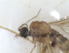 Limoniidae