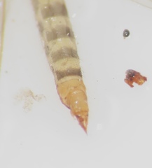 Limoniidae