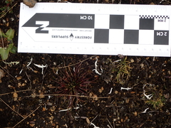 Lysipomia multiflora