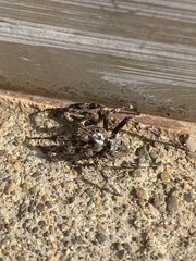 Araneus saevus
