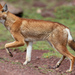Ethiopian Wolf - Photo (c) Chris Wood, some rights reserved (CC BY-NC-ND), uploaded by Chris Wood
