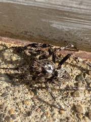 Araneus saevus
