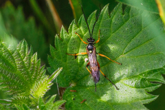 Ichneumon xanthorius
