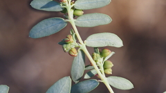 Euphorbia abramsiana