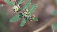 Euphorbia abramsiana