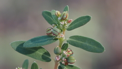 Euphorbia abramsiana