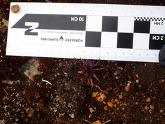 Lysipomia multiflora