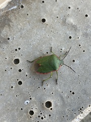 Thyanta pallidovirens