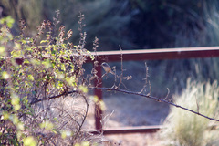 Curruca iberiae