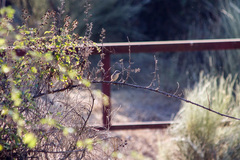 Curruca iberiae