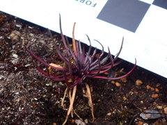 Lysipomia multiflora