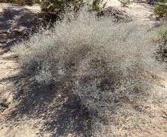 Psorothamnus emoryi