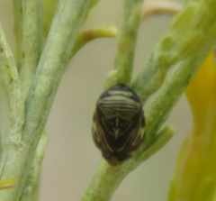 Clastoptera lineatocollis