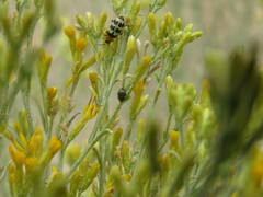 Clastoptera lineatocollis