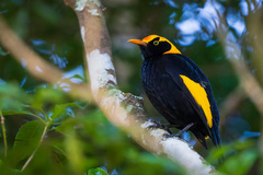 Sericulus chrysocephalus