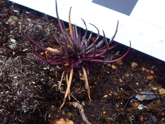 Lysipomia multiflora