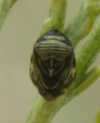 Clastoptera lineatocollis