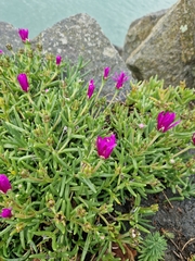 Delosperma cooperi