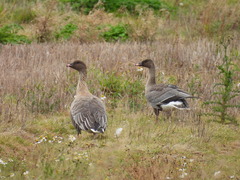 Anser brachyrhynchus