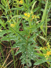 Hypericum adpressum
