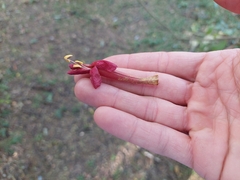 Dolichandra cynanchoides