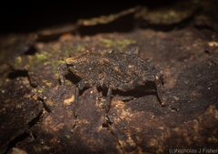 Poropterus variabilis