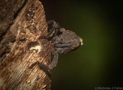 Poropterus variabilis