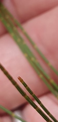 Allocasuarina distyla