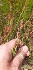 Allocasuarina distyla