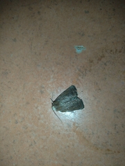 Caradrina flavirena